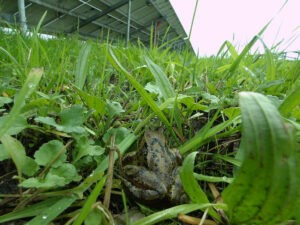 Natuur bij zonneparken onder de loep