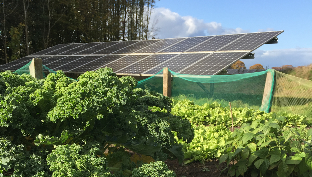 groente telen zonnepanelen Energietuinen