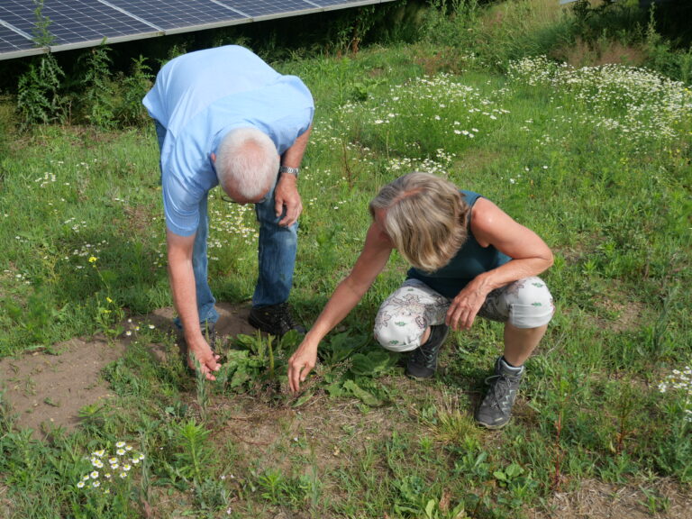 Jaarlijkse monitoring in de Noordmanshoek levert weer nieuwe soorten op